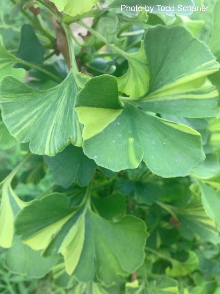 - Ginkgo biloba 'Peve Maribo' Dwarf Variegated Ginkgo Tree - Mr Maple │ Buy Japanese Maple Trees