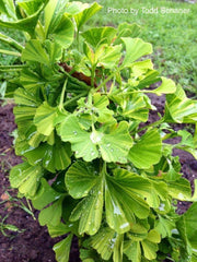 - Ginkgo biloba 'Peve Maribo' Dwarf Variegated Ginkgo Tree - Mr Maple │ Buy Japanese Maple Trees