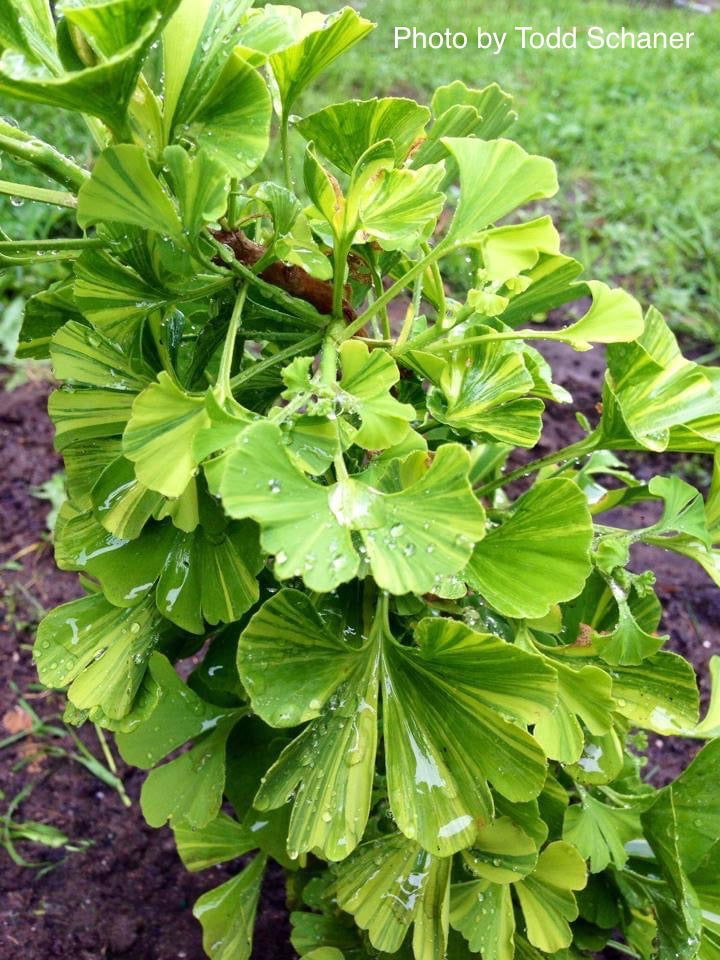 - Ginkgo biloba 'Peve Maribo' Dwarf Variegated Ginkgo Tree - Mr Maple │ Buy Japanese Maple Trees