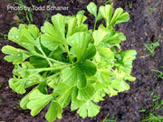 - Ginkgo biloba 'Peve Maribo' Dwarf Variegated Ginkgo Tree - Mr Maple │ Buy Japanese Maple Trees