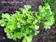 - Ginkgo biloba 'Peve Maribo' Dwarf Variegated Ginkgo Tree - Mr Maple │ Buy Japanese Maple Trees