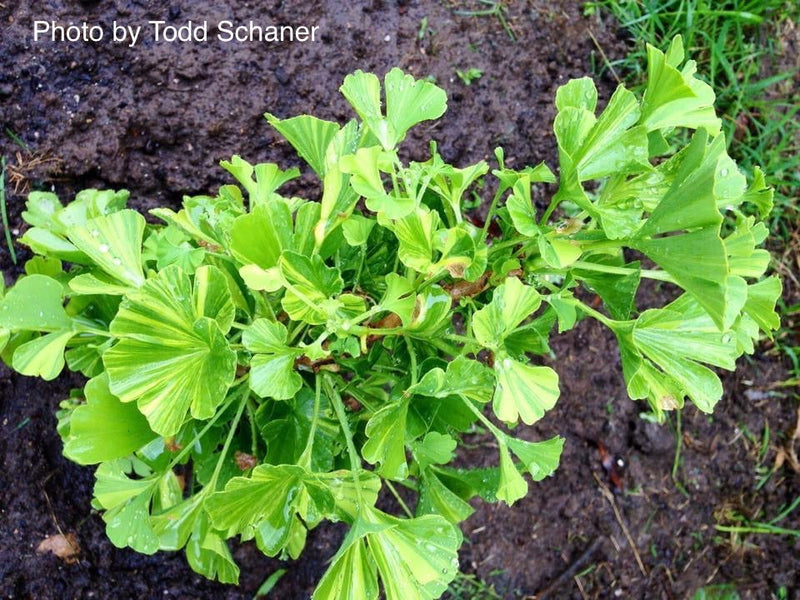- Ginkgo biloba 'Peve Maribo' Dwarf Variegated Ginkgo Tree - Mr Maple │ Buy Japanese Maple Trees
