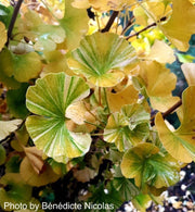 - Ginkgo biloba 'Peve Maribo' Dwarf Variegated Ginkgo Tree - Mr Maple │ Buy Japanese Maple Trees