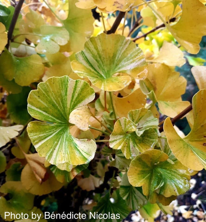 - Ginkgo biloba 'Peve Maribo' Dwarf Variegated Ginkgo Tree - Mr Maple │ Buy Japanese Maple Trees