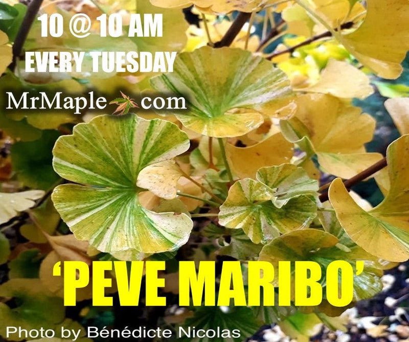 - Ginkgo biloba 'Peve Maribo' Dwarf Variegated Ginkgo Tree - Mr Maple │ Buy Japanese Maple Trees