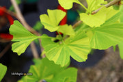 - Ginkgo biloba 'Peve Maribo' Dwarf Variegated Ginkgo Tree - Mr Maple │ Buy Japanese Maple Trees