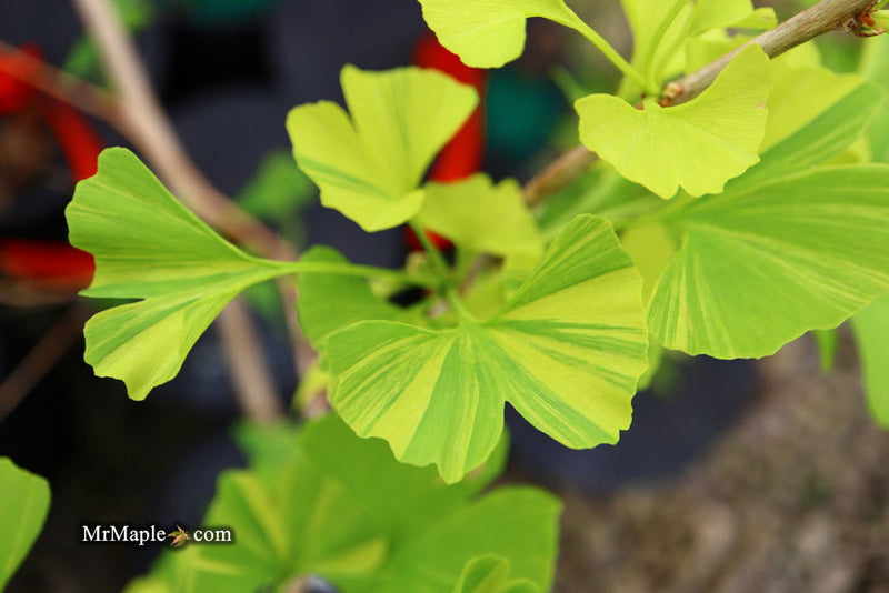 - Ginkgo biloba 'Peve Maribo' Dwarf Variegated Ginkgo Tree - Mr Maple │ Buy Japanese Maple Trees