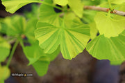 - Ginkgo biloba 'Peve Maribo' Dwarf Variegated Ginkgo Tree - Mr Maple │ Buy Japanese Maple Trees