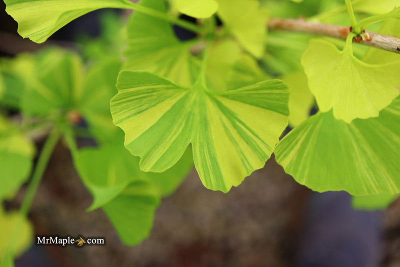 - Ginkgo biloba 'Peve Maribo' Dwarf Variegated Ginkgo Tree - Mr Maple │ Buy Japanese Maple Trees