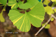 - Ginkgo biloba 'Peve Maribo' Dwarf Variegated Ginkgo Tree - Mr Maple │ Buy Japanese Maple Trees