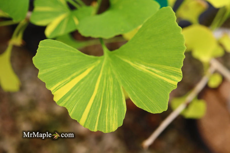 - Ginkgo biloba 'Peve Maribo' Dwarf Variegated Ginkgo Tree - Mr Maple │ Buy Japanese Maple Trees