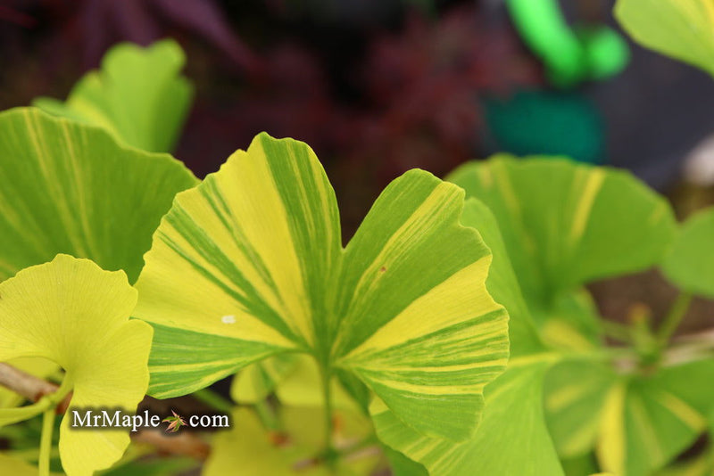 - Ginkgo biloba 'Peve Maribo' Dwarf Variegated Ginkgo Tree - Mr Maple │ Buy Japanese Maple Trees