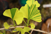 - Ginkgo biloba 'Peve Maribo' Dwarf Variegated Ginkgo Tree - Mr Maple │ Buy Japanese Maple Trees