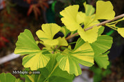 - Ginkgo biloba 'Peve Maribo' Dwarf Variegated Ginkgo Tree - Mr Maple │ Buy Japanese Maple Trees