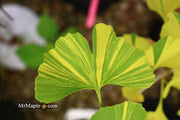- Ginkgo biloba 'Peve Maribo' Dwarf Variegated Ginkgo Tree - Mr Maple │ Buy Japanese Maple Trees