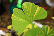 - Ginkgo biloba 'Peve Maribo' Dwarf Variegated Ginkgo Tree - Mr Maple │ Buy Japanese Maple Trees