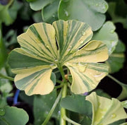 - Ginkgo biloba 'Peve Maribo' Dwarf Variegated Ginkgo Tree - Mr Maple │ Buy Japanese Maple Trees