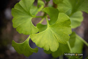 - Ginkgo biloba 'Pine Glen’ Dwarf Ginkgo Tree - Mr Maple │ Buy Japanese Maple Trees