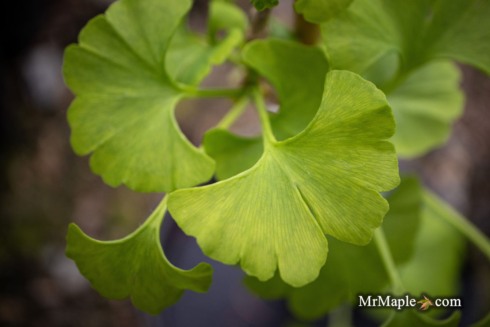 Buy Ginkgo biloba 'Pine Glen' Dwarf Ginkgo Tree — Mr Maple │ Buy ...