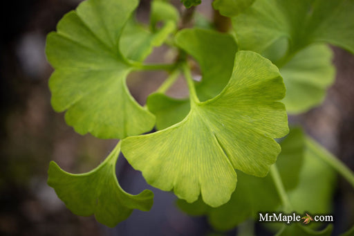 - Ginkgo biloba 'Pine Glen’ Dwarf Ginkgo Tree - Mr Maple │ Buy Japanese Maple Trees