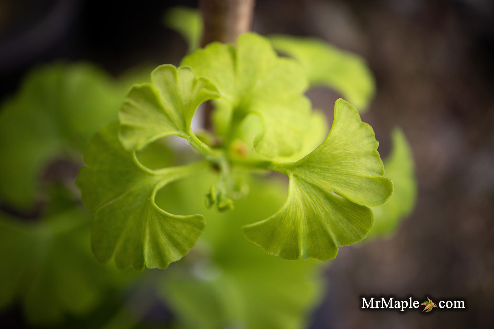 Buy Ginkgo biloba 'Pine Glen' Dwarf Ginkgo Tree — Mr Maple │ Buy