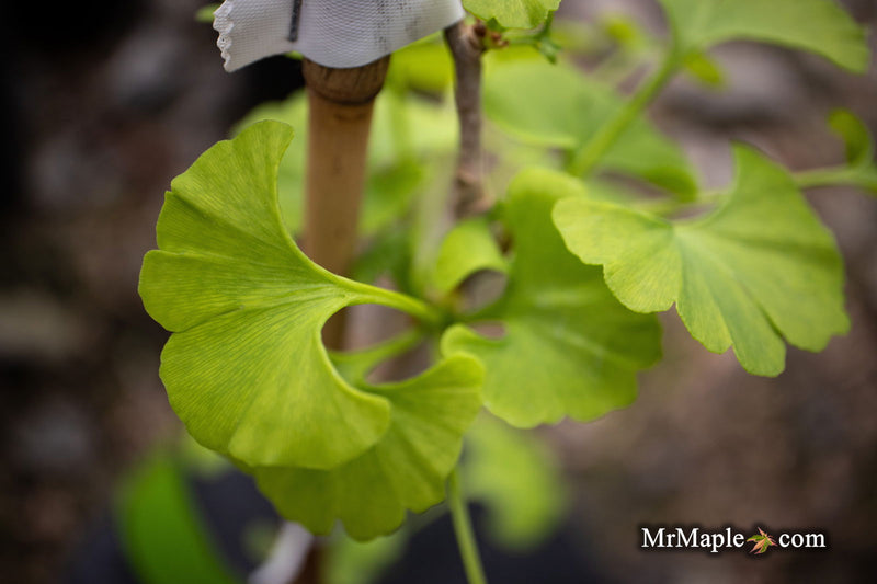 - Ginkgo biloba 'Pine Glen’ Dwarf Ginkgo Tree - Mr Maple │ Buy Japanese Maple Trees