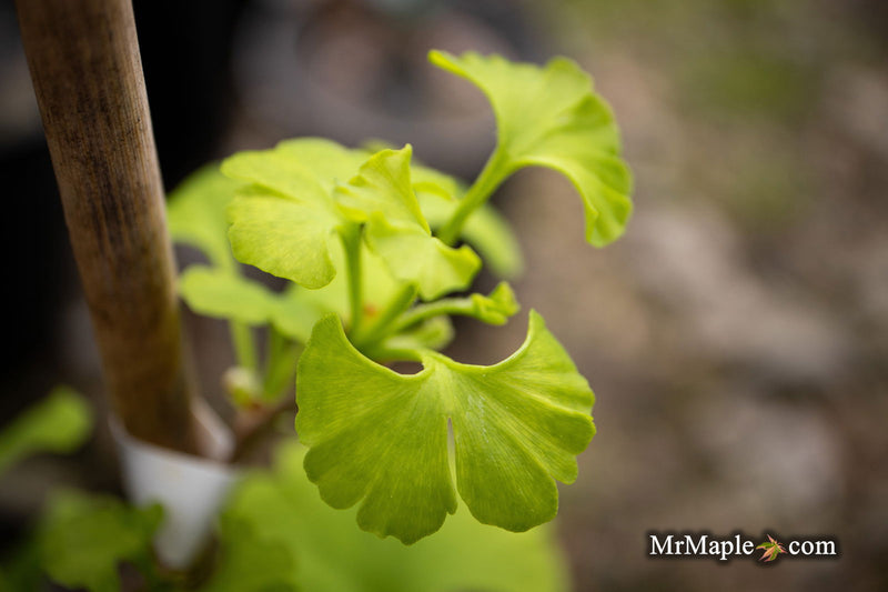 - Ginkgo biloba 'Pine Glen’ Dwarf Ginkgo Tree - Mr Maple │ Buy Japanese Maple Trees