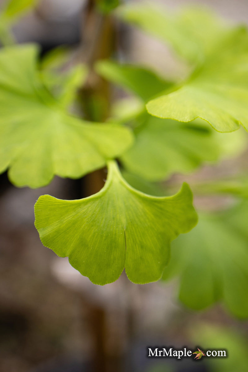 - Ginkgo biloba 'Pine Glen’ Dwarf Ginkgo Tree - Mr Maple │ Buy Japanese Maple Trees