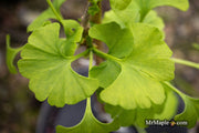 - Ginkgo biloba 'Pine Glen’ Dwarf Ginkgo Tree - Mr Maple │ Buy Japanese Maple Trees