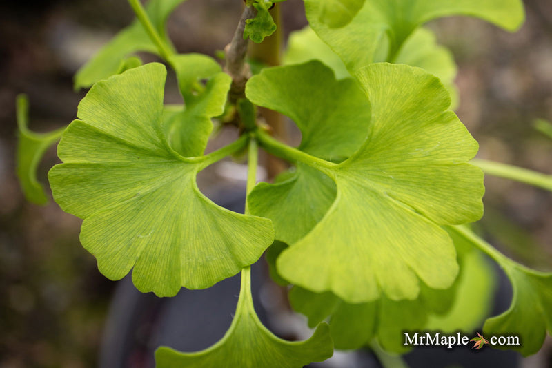 - Ginkgo biloba 'Pine Glen’ Dwarf Ginkgo Tree - Mr Maple │ Buy Japanese Maple Trees