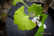 - Ginkgo biloba 'Pine Glen’ Dwarf Ginkgo Tree - Mr Maple │ Buy Japanese Maple Trees