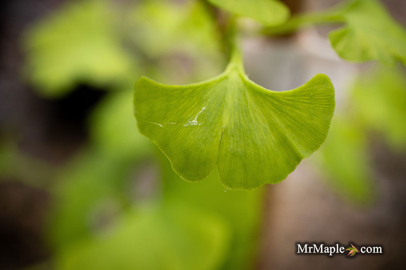 - Ginkgo biloba 'Pine Glen’ Dwarf Ginkgo Tree - Mr Maple │ Buy Japanese Maple Trees