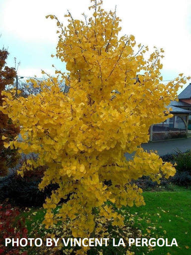 - Ginkgo biloba 'Princeton Gold' Male Ginkgo Tree - Mr Maple │ Buy Japanese Maple Trees