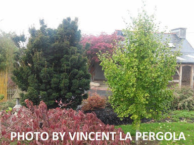 - Ginkgo biloba 'Princeton Gold' Male Ginkgo Tree - Mr Maple │ Buy Japanese Maple Trees