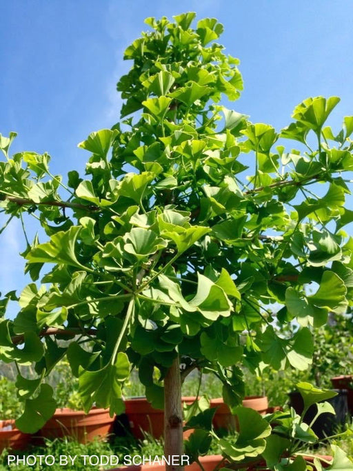 '- Ginkgo biloba 'Queen City’ Dwarf Ginkgo Tree - Mr Maple │ Buy Japanese Maple Trees