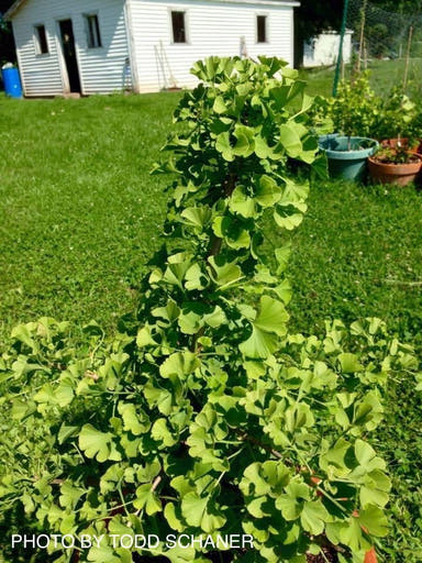 - Ginkgo biloba 'Queen City’ Dwarf Ginkgo Tree - Mr Maple │ Buy Japanese Maple Trees