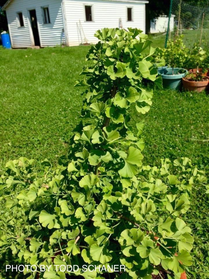 - Ginkgo biloba 'Queen City’ Dwarf Ginkgo Tree - Mr Maple │ Buy Japanese Maple Trees