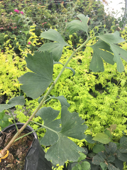 - Ginkgo biloba 'Rare Weeping Form From Germany' Male Ginkgo Tree - Mr Maple │ Buy Japanese Maple Trees