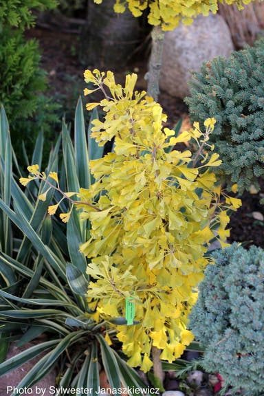 - Ginkgo biloba 'Robbie's Twist' Male Ginkgo Tree - Mr Maple │ Buy Japanese Maple Trees