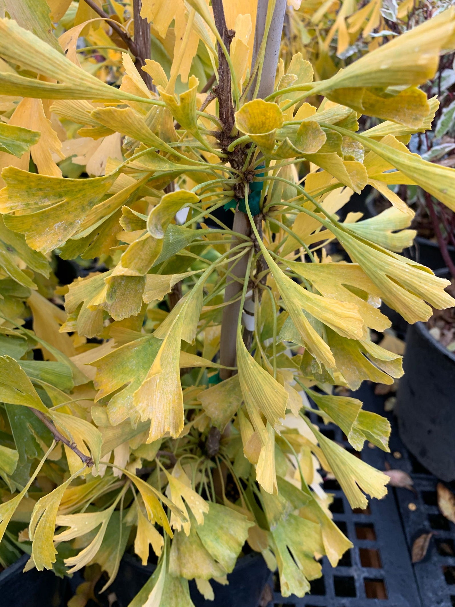 Buy Ginkgo biloba 'Robbie's Twist' Male Ginkgo Tree — Mr Maple │ Buy ...