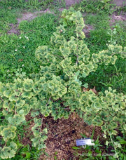 - Ginkgo biloba 'Rocky' Ginkgo Tree - Mr Maple │ Buy Japanese Maple Trees