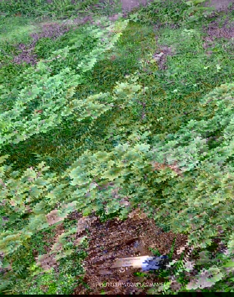 - Ginkgo biloba 'Rocky' Ginkgo Tree - Mr Maple │ Buy Japanese Maple Trees