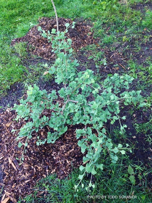 '- Ginkgo biloba 'Rocky' Ginkgo Tree - Mr Maple │ Buy Japanese Maple Trees