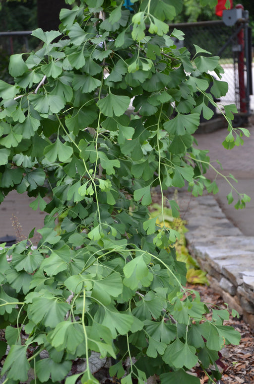 - Ginkgo biloba 'Ross Moore' Weeping Ginkgo Tree - Mr Maple │ Buy Japanese Maple Trees