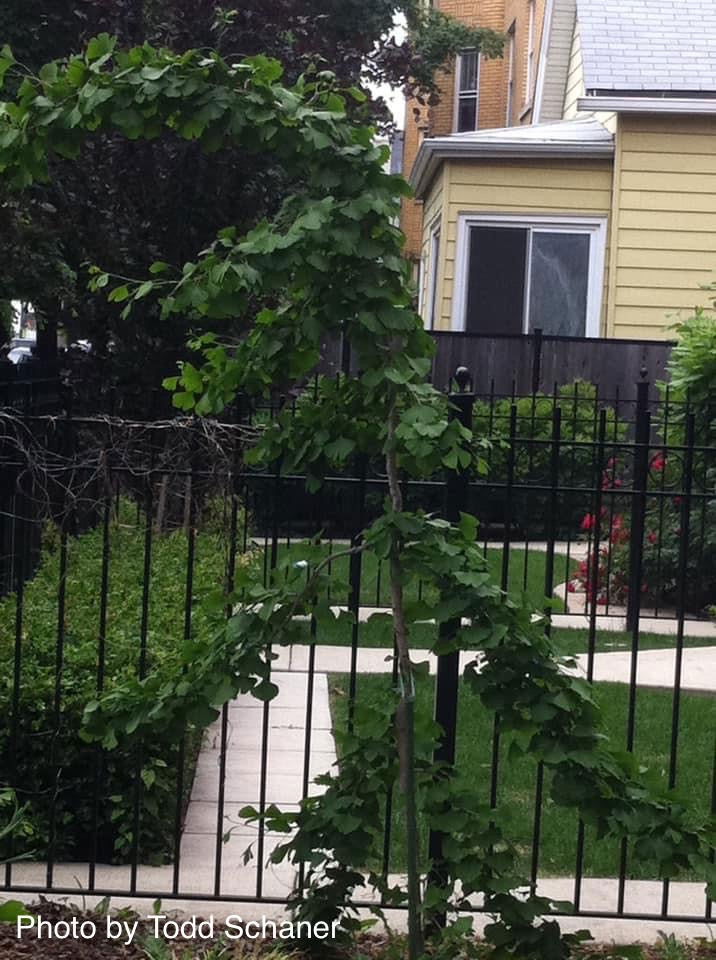 - Ginkgo biloba 'Ross Moore' Weeping Ginkgo Tree - Mr Maple │ Buy Japanese Maple Trees