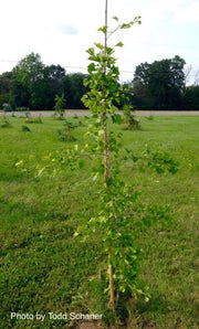 - Ginkgo biloba 'Ross Moore' Weeping Ginkgo Tree - Mr Maple │ Buy Japanese Maple Trees