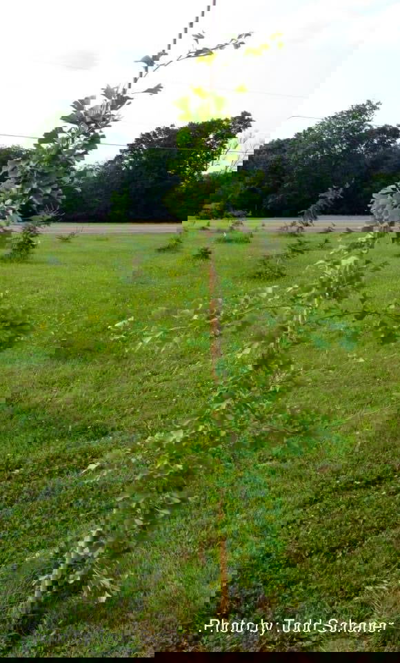 - Ginkgo biloba 'Ross Moore' Weeping Ginkgo Tree - Mr Maple │ Buy Japanese Maple Trees