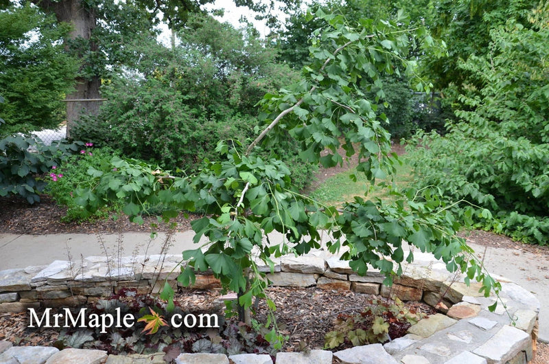 - Ginkgo biloba 'Ross Moore' Weeping Ginkgo Tree - Mr Maple │ Buy Japanese Maple Trees