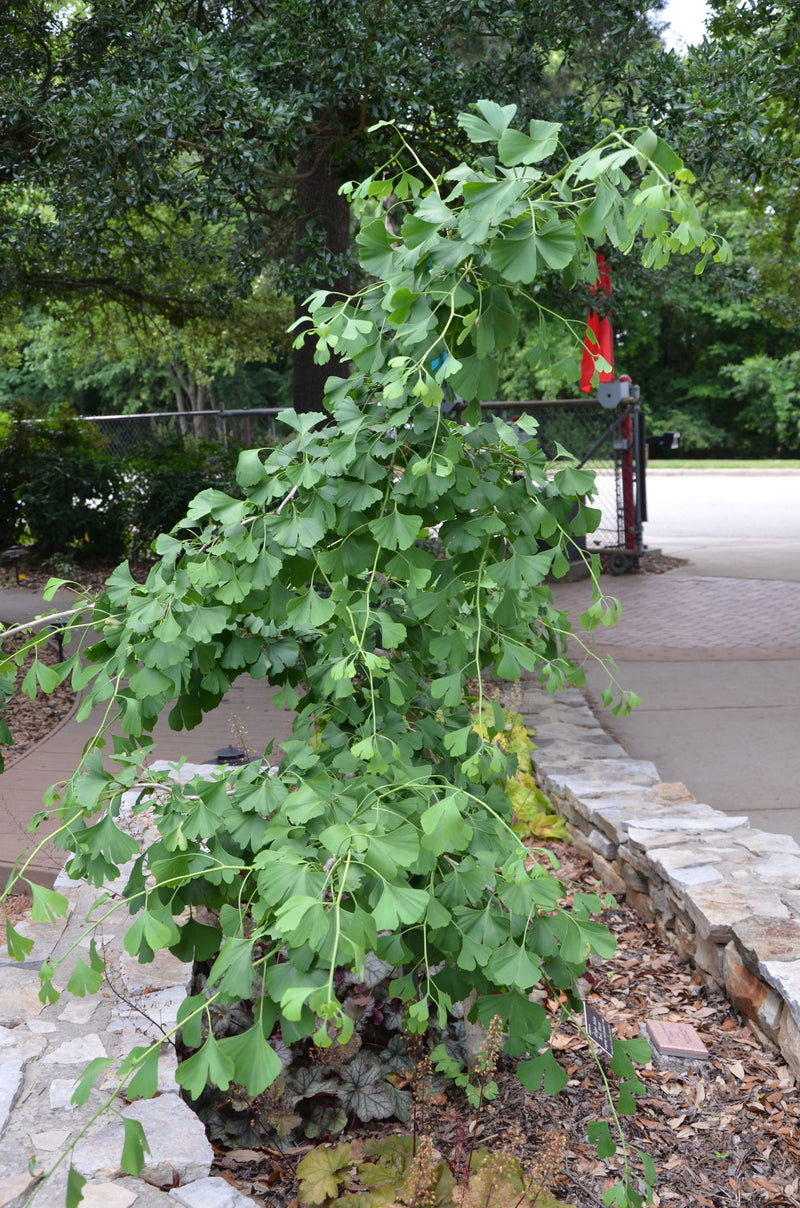 - Ginkgo biloba 'Ross Moore' Weeping Ginkgo Tree - Mr Maple │ Buy Japanese Maple Trees