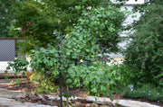 - Ginkgo biloba 'Ross Moore' Weeping Ginkgo Tree - Mr Maple │ Buy Japanese Maple Trees